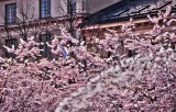 Romantic cherryblossoms, with a bird in the centre of Stockholm.