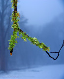 Heavy mist and the branch with moss