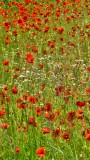 Red poppies field in south of Sweden