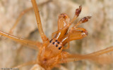 Tetragnatha_0276 EM-90294.jpg