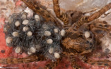 Arctosa sp_0554 EM-17-2.jpg
