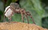 Hogna radiata_1115FA-99220.jpg