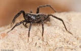 Pardosa_1123FA-98600.jpg