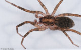 Agroeca cf. sp. 1002MS-2.jpg