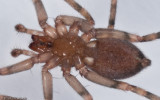 Liocranum sp. 1004MS-2.jpg