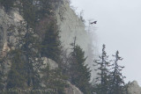 Lammergier - Bearded Vulture - Gypaetus barbatu