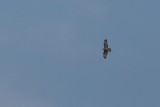 Wespendief - Honey Buzzard - Pernis apivorus