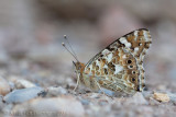 Distelvlinder - Painted Lady - Vanessa cardui