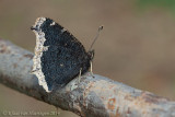 Rouwmantel - Camberwell Beauty - Nymphalis antiopa