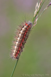 Wolfsmelkuil - Sweet Gale Moth - Acronicta euphorbiae