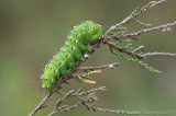 Kleine nachtpauwoog - Emperor Moth - Saturnia pavonia