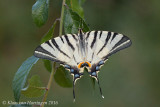 Koningspage - Scarce Swallowtail - Iphiclides podalirius persica