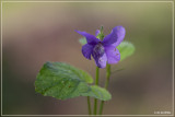Bosviooltje of bleeksporig bosviooltje - Viola riviniana