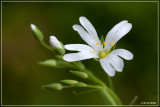 Grootbloemige muur - Stellaria holostea