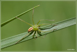 Groene Jachtspin - Micrommata virescens