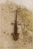 Vuursalamander - Salamandra salamandra 