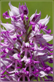 Aapjesorchis - Orchis simia