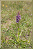 Grote muggenorchis - Gymnadenia conopsea