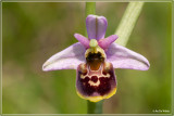 Hommelorchis - Ophrys fuciflora 