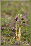 Hommelorchis - Ophrys fuciflora 