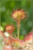 Ronde zonnedauw - Drosera rotundifolia