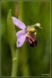 Bijenorchis - Ophrys apifera