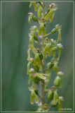 Grote keverorchis - Neottia ovata