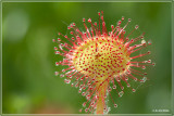 Ronde zonnedauw - Drosera rotundifolia