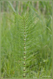 Reuzenpaardenstaart - Equisetum telmateia