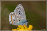 Icarusblauwtje - Polyommatus icarus 