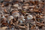 Gewoon Eekhoorntjesbrood - Boletus edulis 