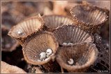 Gestreept Nestzwammetje - Cyathus striatus