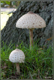 Grote parasolzwam - Macrolepiota procera