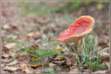 Vliegenzwam - Amanita muscaria