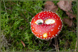 Vliegenzwam - Amanita muscaria