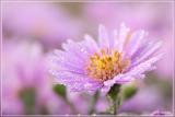 herfstasters in de tuin 