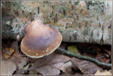 Berkenzwam - Piptoporus betulinus