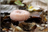 Baardige melkzwam - Lactarius torminosus