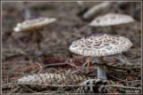 Knolparasolzwam - Macrolepiota rachodes