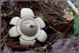 Gekraagde Aardster - Geastrum triplex