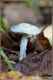 Valse kopergroenzwam - Psilocybe caerulea