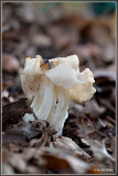 Witte Kluifzwam - Helvella crispa 