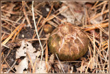 Gekraagde aardster - Geastrum triplex