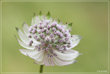 Groot sterrenscherm - Astrantia major