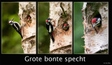 grote bonte specht.jpg