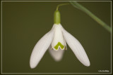Gewoon sneeuwklokje - Galanthus nivalis