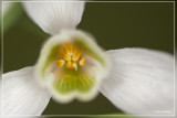 Gewoon sneeuwklokje - Galanthus nivalis