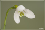 Gewoon sneeuwklokje - Galanthus nivalis