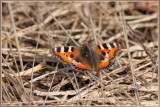 Kleine vos - Aglais urticae