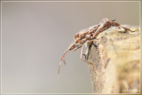 Bladpootwants - Leptoglossus occidentalis